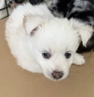 Whitey, a female Pomsky for sale in Los Angeles, CA – 4 of 4