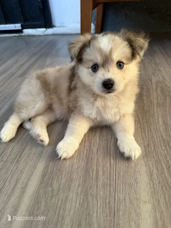 Blue – Pomsky puppy for sale in Los Angeles, CA