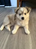 Blue, a female Pomsky for sale in Los Angeles, CA – 1 of 5