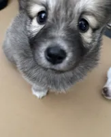 Bear , a female Pomsky for sale in Los Angeles, CA – 1 of 3