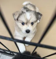 Blue, a female Pomsky for sale in Los Angeles, CA – 5 of 5