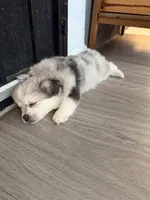 Blue, a male Pomsky for sale in Los Angeles, CA – 2 of 3