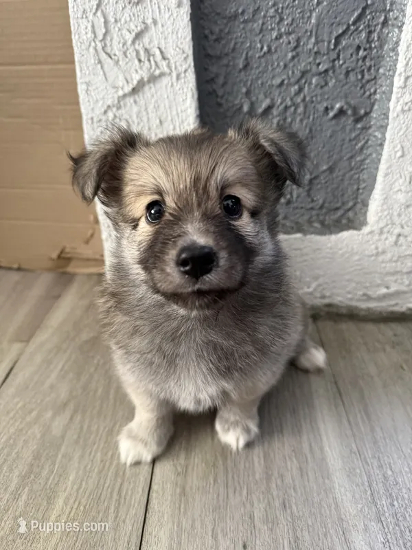 Bear  – Pomsky puppy for sale in Los Angeles, CA