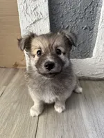 Bear , a female Pomsky for sale in Los Angeles, CA – 3 of 3