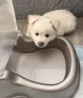 Whitey, a female Pomsky for sale in Los Angeles, CA – 2 of 4