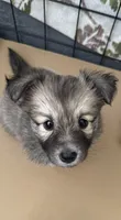 Bear , a female Pomsky for sale in Los Angeles, CA – 2 of 3