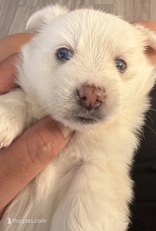 Whitey – Pomsky puppy for sale in Los Angeles, CA