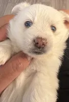 Whitey, a female Pomsky for sale in Los Angeles, CA – 1 of 4