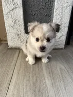 Blue, a male Pomsky for sale in Los Angeles, CA – 3 of 3