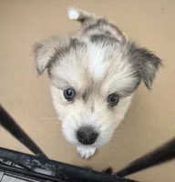 Blue, a female Pomsky for sale in Los Angeles, CA – 2 of 5