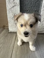 Blue, a female Pomsky for sale in Los Angeles, CA – 4 of 5
