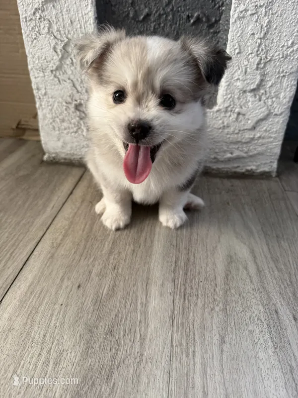 Blue – Pomsky puppy for sale in Los Angeles, CA