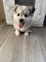 Blue, a male Pomsky for sale in Los Angeles, CA – 1 of 3