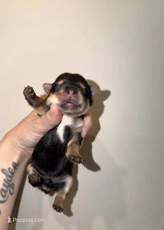 Ckc Red Collar – Yorkshire Terrier puppy for sale in New Braunfels, TX
