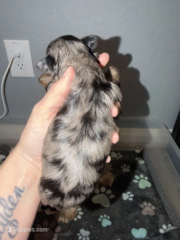 Blueberry Merle (pink collar) – Yorkshire Terrier puppy for sale in New Braunfels, TX