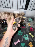 Blueberry Merle (yellow collar), a male Yorkshire Terrier for sale in New Braunfels, TX – 3 of 4
