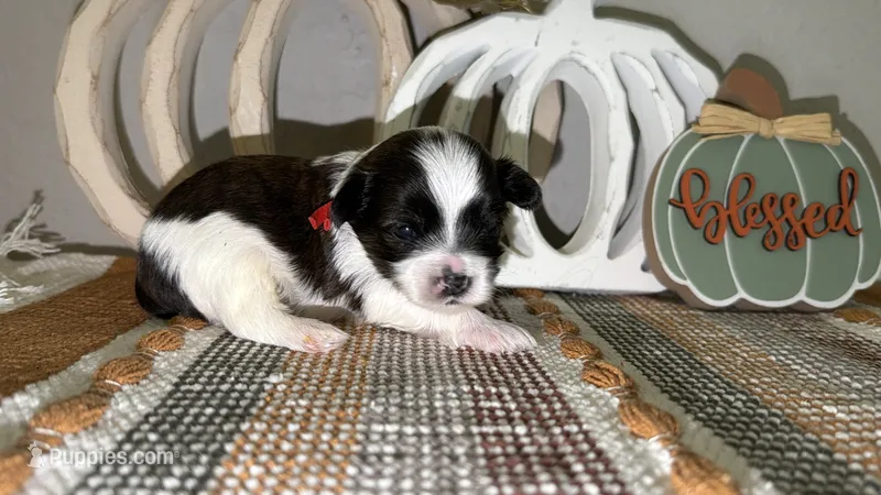 Brindle Parti male (RED COLLAR) – Yorkshire Terrier puppy for sale in New Braunfels, TX