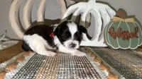 Brindle Parti male (RED COLLAR), a male Yorkshire Terrier for sale in New Braunfels, TX – 3 of 4