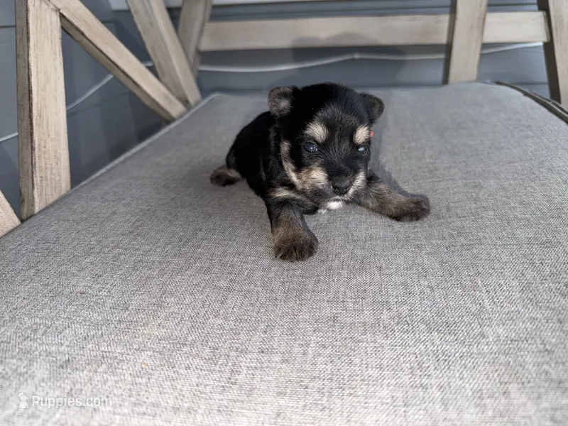 Traditional orange collar  – Yorkshire Terrier puppy for sale in New Braunfels, TX