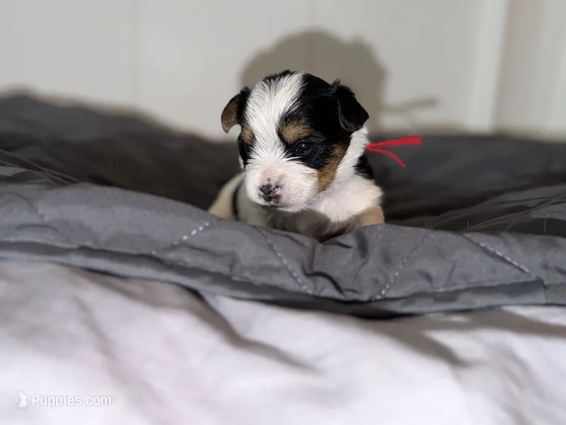 CKC REG RED COLLAL PARTI  – Yorkshire Terrier puppy for sale in New Braunfels, TX