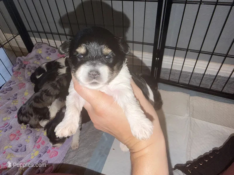 Light green collar  – Yorkshire Terrier puppy for sale in New Braunfels, TX