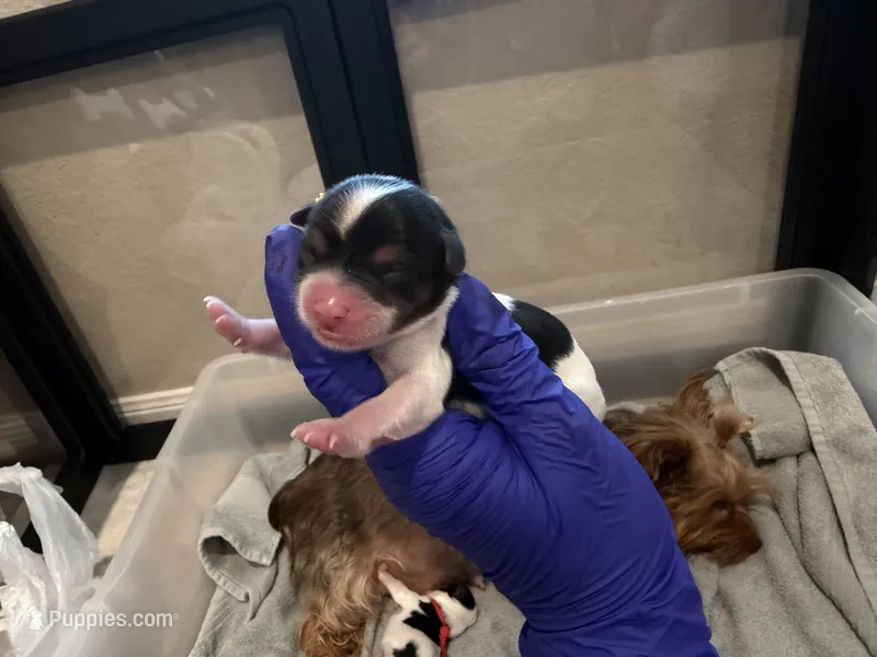CKC reg Yellow Collar Male Parti – Yorkshire Terrier puppy for sale in New Braunfels, TX