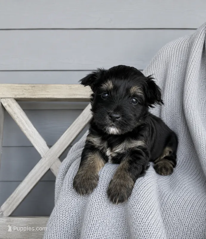 Blue collar  – Yorkshire Terrier puppy for sale in New Braunfels, TX