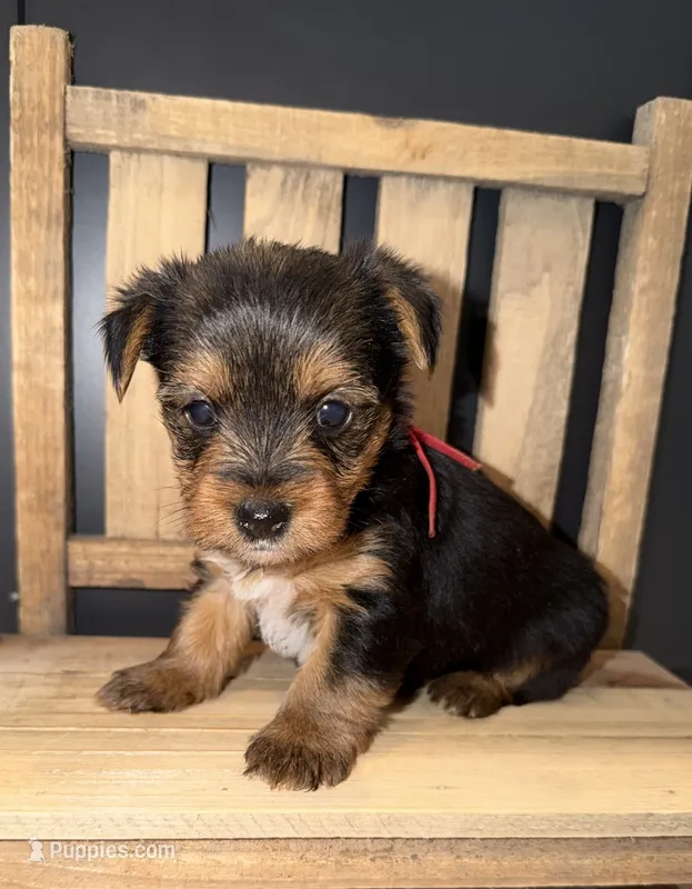 Traditional red collar  – Yorkshire Terrier puppy for sale in New Braunfels, TX