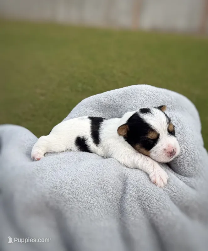 CKC REG RED COLLAL PARTI  – Yorkshire Terrier puppy for sale in New Braunfels, TX