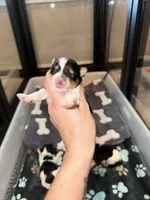 Ckc TINY male (green collar), a male Yorkshire Terrier for sale in New Braunfels, TX – 2 of 2