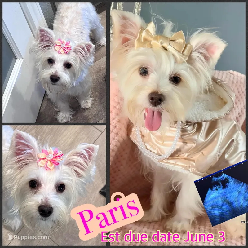 CKC PUPPIES coming soon  – Yorkshire Terrier puppy for sale in New Braunfels, TX