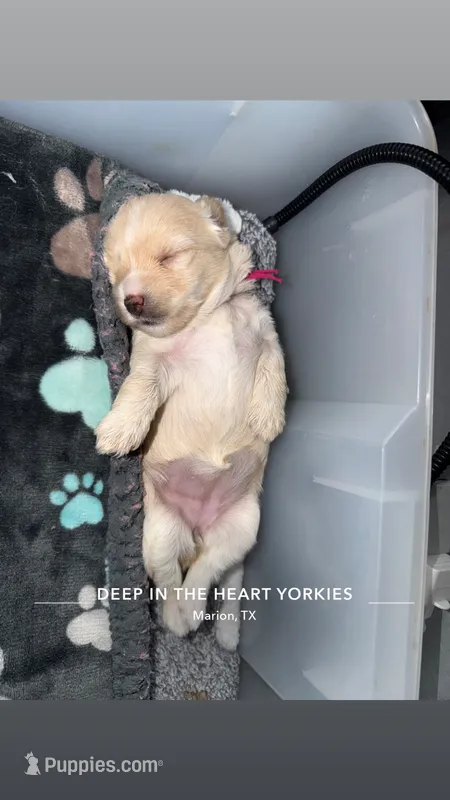 CKC Blonde Parti  pink collar  – Yorkshire Terrier puppy for sale in New Braunfels, TX