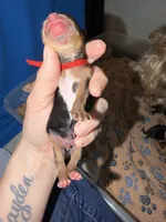 Traditional  red collar TINY, a male Yorkshire Terrier for sale in New Braunfels, TX – 2 of 2