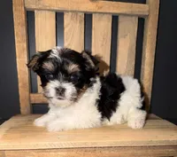 Blue collar Parti , a male Yorkshire Terrier for sale in New Braunfels, TX – 3 of 5
