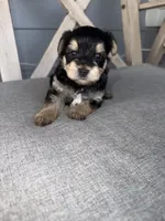 Yorkie boy , a male Yorkshire Terrier for sale in New Braunfels, TX – 2 of 3