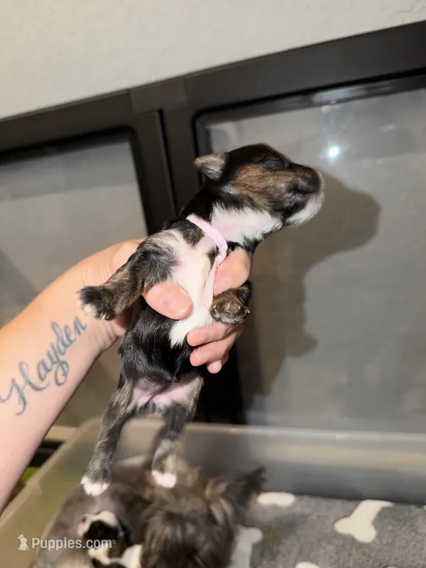 TINY CHARTing 4.5 pounds (LIGHT PINK COLLAR) – Yorkshire Terrier puppy for sale in New Braunfels, TX