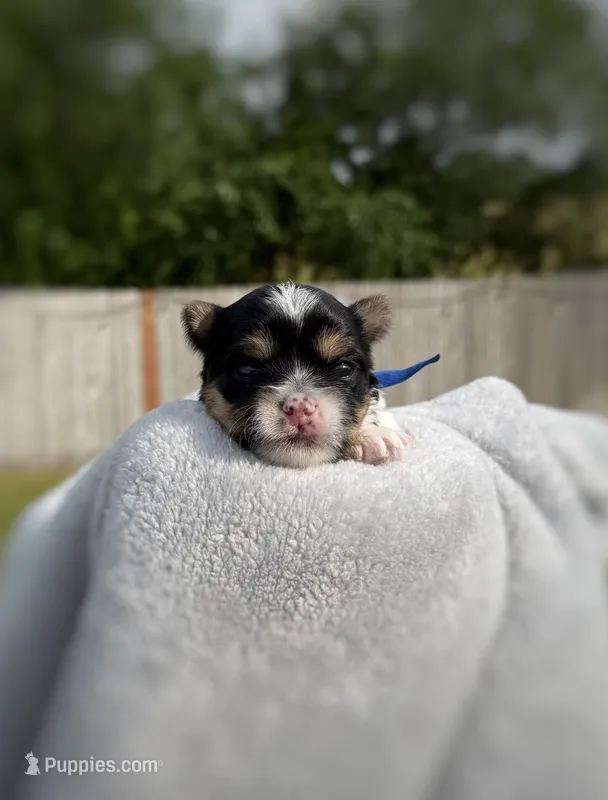 CKC REG TINY Blue collar Male Parti – Yorkshire Terrier puppy for sale in New Braunfels, TX