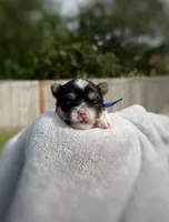 CKC REG TINY Blue collar Male Parti, a male Yorkshire Terrier for sale in New Braunfels, TX – 1 of 4