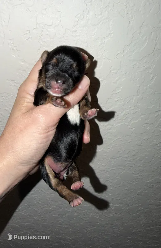 Traditional  pink collar  – Yorkshire Terrier puppy for sale in New Braunfels, TX