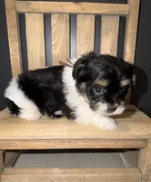 CKC REG Brown Collar Male , a male Yorkshire Terrier for sale in New Braunfels, TX – 2 of 4