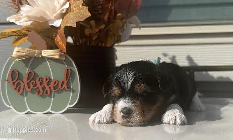 Aqua collar  – Yorkshire Terrier puppy for sale in New Braunfels, TX