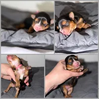 Pink collar female TINY GIRL, a female Yorkshire Terrier for sale in New Braunfels, TX – 3 of 3
