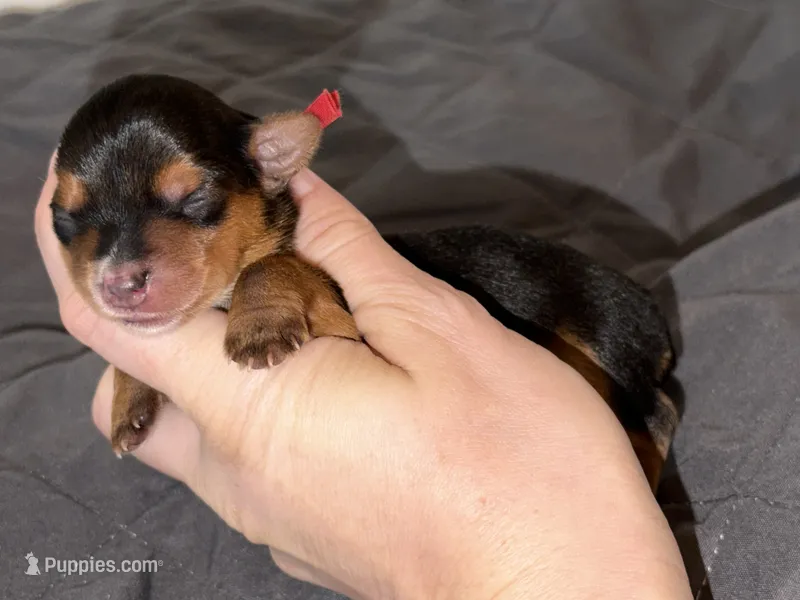 Charting 3.5-5 p red collar male   – Yorkshire Terrier puppy for sale in New Braunfels, TX