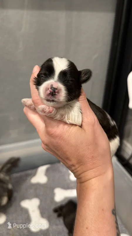 Brindle Parti male charting 5 pounds (RED COLLAR) – Yorkshire Terrier puppy for sale in New Braunfels, TX