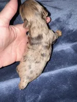 Tiny Merle, a male Yorkshire Terrier for sale in New Braunfels, TX – Photo 2 of 2