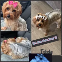 Traditional babies coming soon , a  Yorkshire Terrier for sale in New Braunfels, TX – 1 of 1