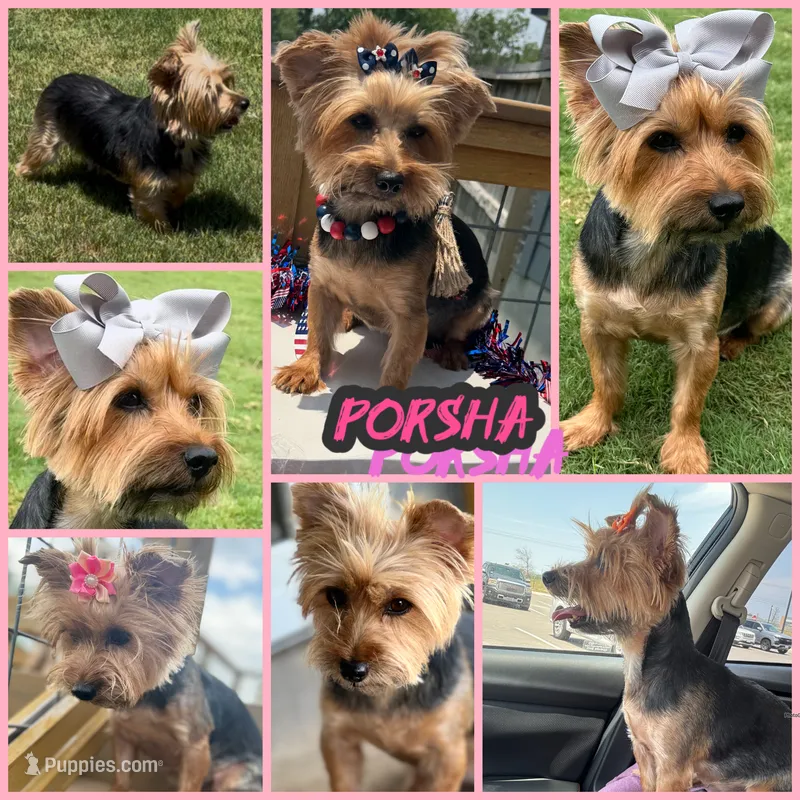Porsha – Yorkshire Terrier puppy for sale in New Braunfels, TX