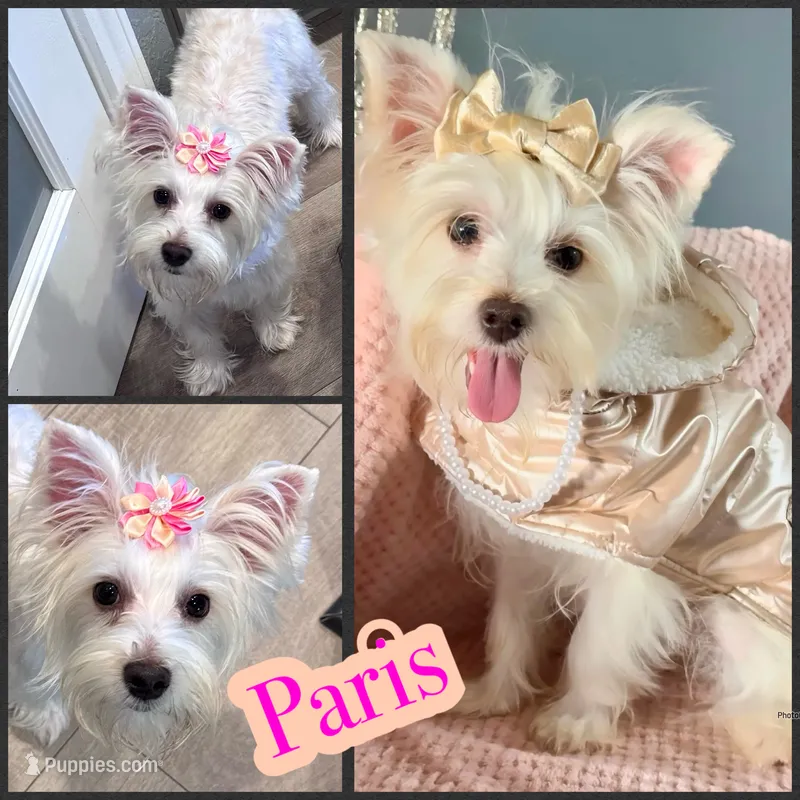 Paris  – Yorkshire Terrier puppy for sale in New Braunfels, TX