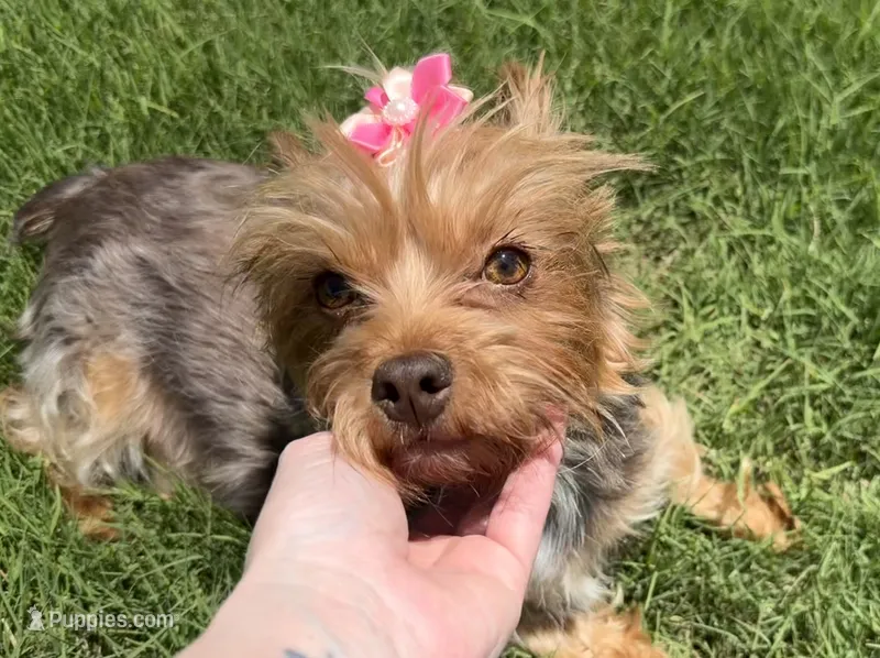 Akc chocolate Cocoa  – Yorkshire Terrier puppy for sale in New Braunfels, TX