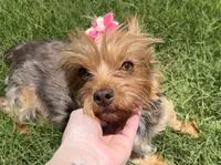 Akc chocolate Cocoa , a female Yorkshire Terrier for sale in New Braunfels, TX – 1 of 3